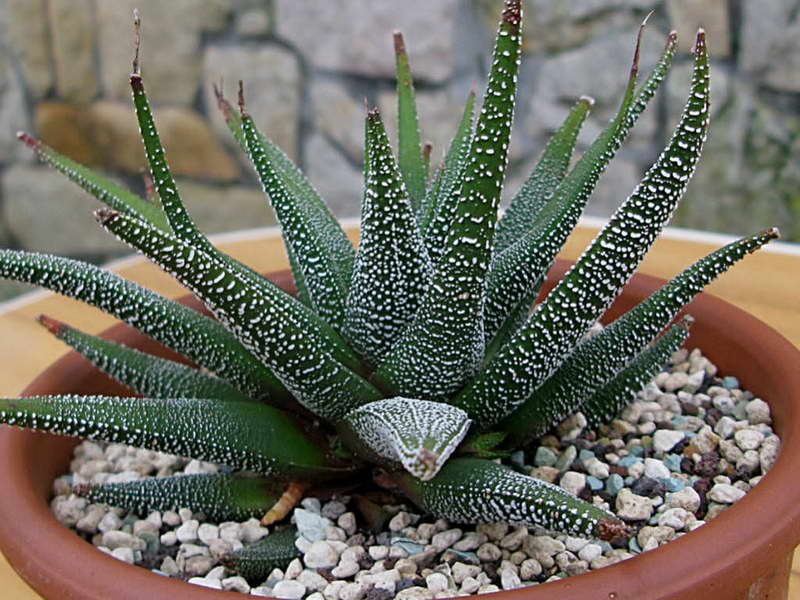 Haworthia: วิธีปลูกพืชอวบน้ำที่บ้าน